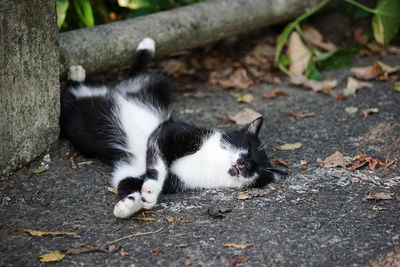 High angle view of cat on footpath