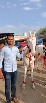 horse