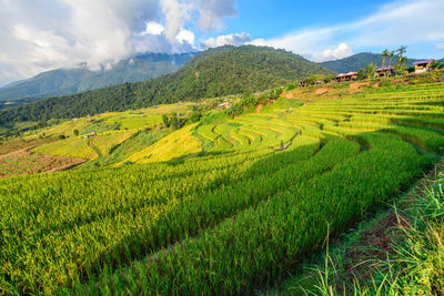 Landscape of pa pong piang rice terraces with homestay on mountain, mae chaem, chiang mai, northern 