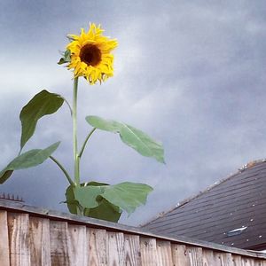 Close-up of sunflower against sky