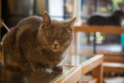 Close-up of cat sitting on table