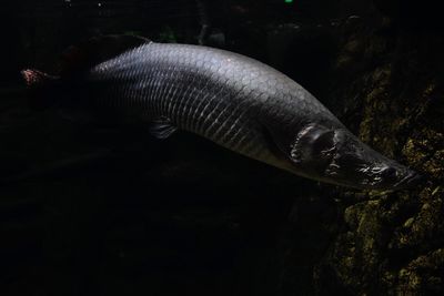 Close-up of fish swimming in aquarium