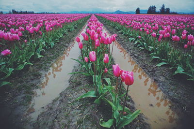 Close-up of pink flowers in field