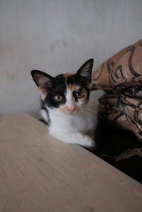 Close-up portrait of cat on floor