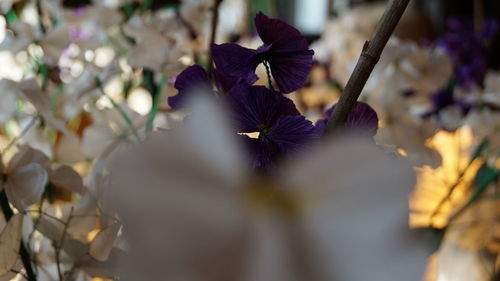 Close-up of purple flowering plant