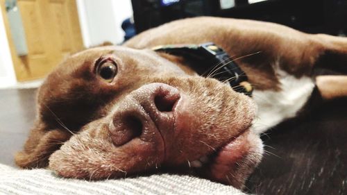 Close-up of dog lying down on house