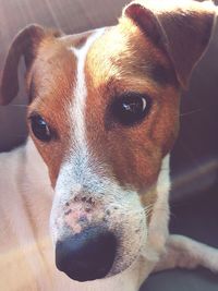 Close-up portrait of a dog