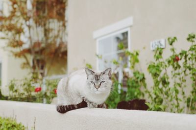 Portrait of cat sitting outdoors