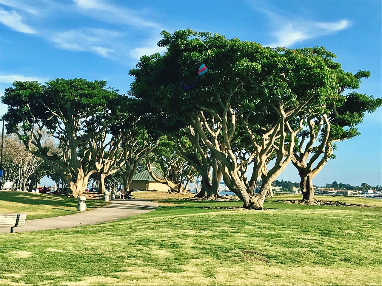 TREES GROWING ON FIELD