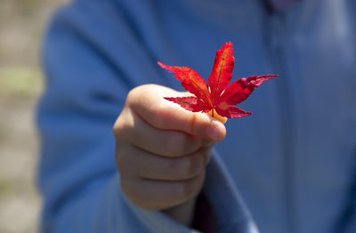 Small hand of a girl holding a tiny little red maple leaf and presenting it to the camera 