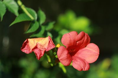 Close-up of hibiscus blooming outdoors