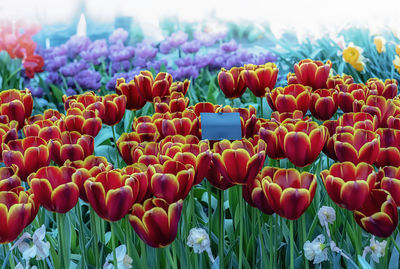 Close-up of tulips on field