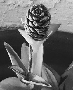 Close-up of succulent plant on table