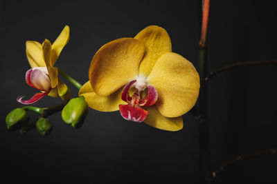 Close-up of yellow orchids against black background