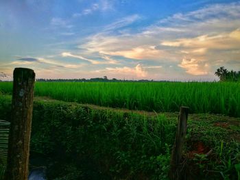 Scenic view of field against sky during sunset