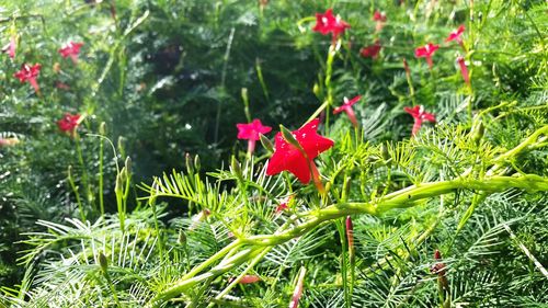 Close-up of red flowers blooming outdoors