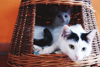 Close-up portrait of kitten in basket