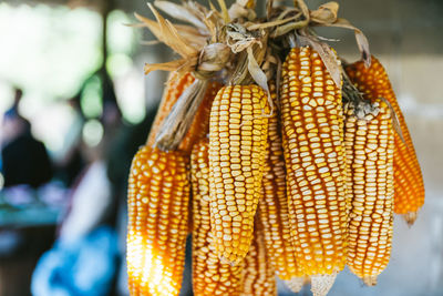 Close-up of corn hanging at market stall