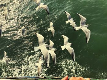 High angle view of seagulls flying over sea