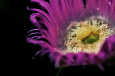 Close-up of purple flowers