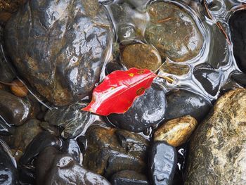 Close-up of red maple leaf in water