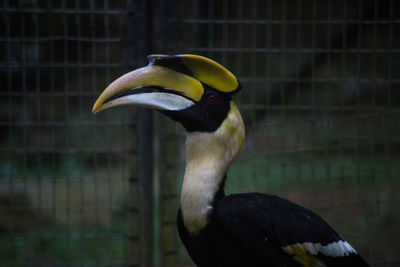 Close-up of bird perching outdoors