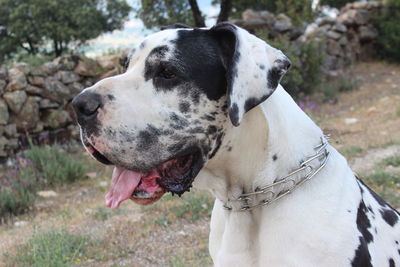 Close-up of dog outdoors