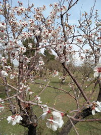 Close-up of cherry blossom tree