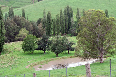 Trees on field in forest