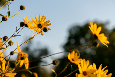 Close-up of yellow flowering plant