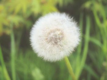 dandelion