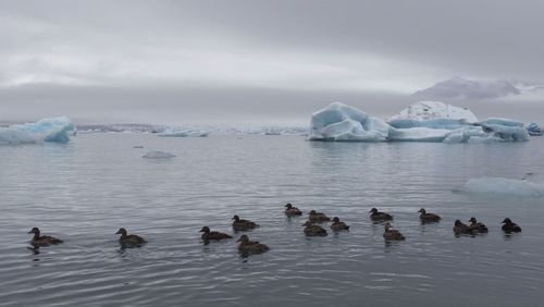 Scenic view of jokulsarlon with ducks and iceberg against cloudy sky