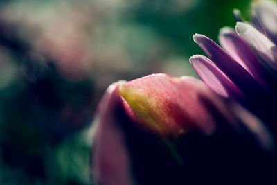 Close-up of flower against blurred background