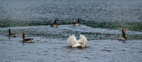 High angle view of large mute swan swans  cygnets swimming in lake with reflection