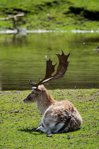 Deer sitting on field by lake