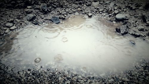 Reflection of trees in puddle