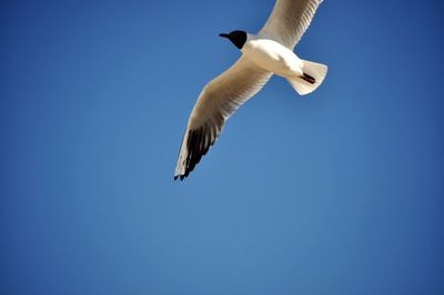 Low angle view of seagull flying against clear blue sky