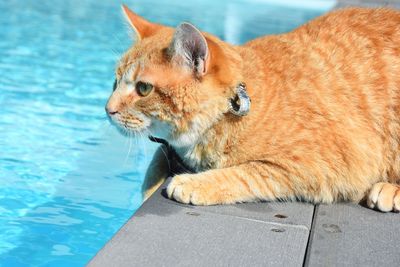 Close-up of a cat