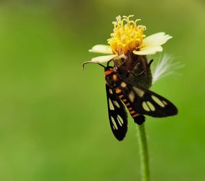 Close-up of butterfly pollinating on flower