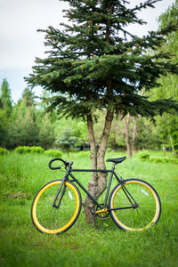 Photo of a bicycle parked near a tree, close up. in the open air, you can clearly see the nature