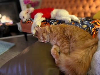 Close-up of cat resting at home