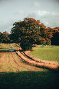 Trees on field against sky