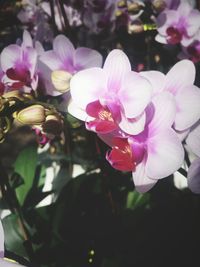 Close-up of pink flowers