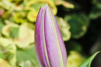 Close-up of purple flower blooming outdoors