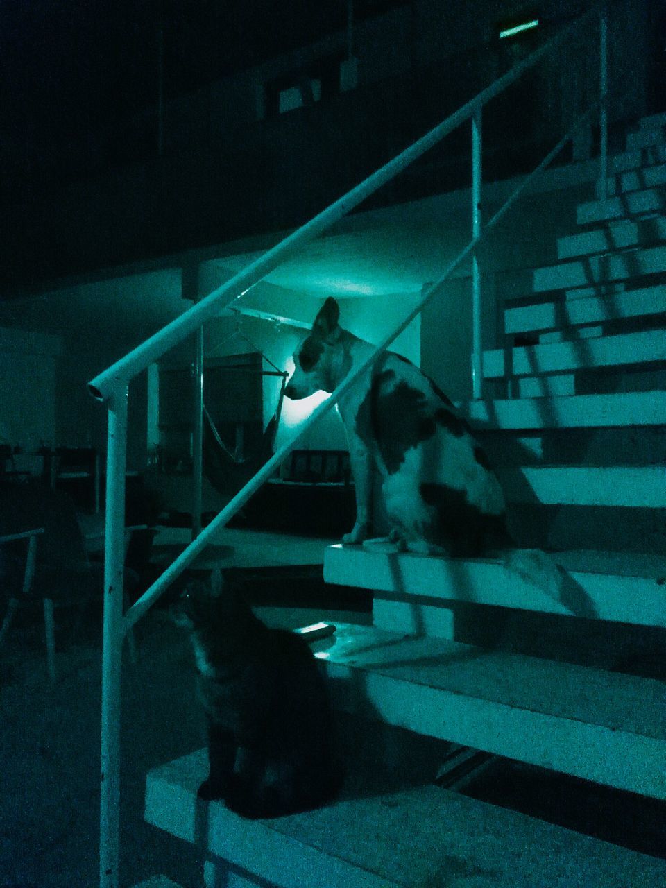 mammal, staircase, one animal, domestic, pets, domestic animals, railing, people, real people, full length, vertebrate, dog, canine, standing, lifestyles, cat, night, aggression, effort