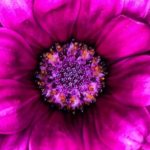 flower, petal, flower head, freshness, fragility, beauty in nature, full frame, backgrounds, close-up, growth, pollen, nature, pink color, extreme close-up, purple, macro, single flower, stamen, blooming, in bloom