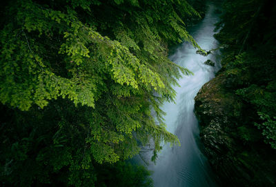 High angle view of stream by trees