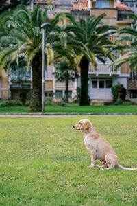 Dogs on grassy field