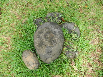 High angle view of ball on wood