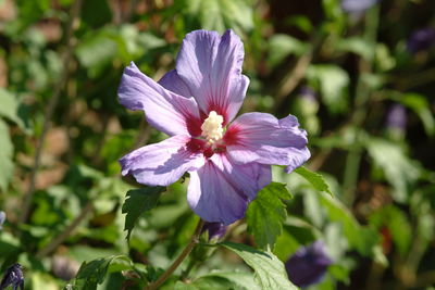 Close-up of purple flowering plant